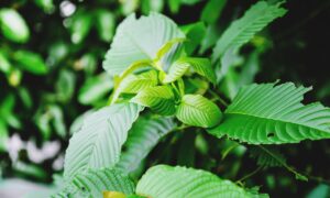 Do You Need to Worry About Calories in Kratom?