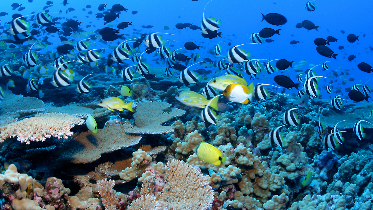 https://coralvita.co/coral-cafe/plants-in-a-coral-reef/